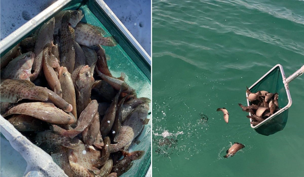 Ministry releases 21,000 baby groupers into Qatar sea